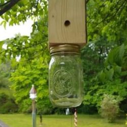 Carpenter Bee Traps
