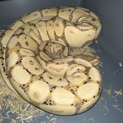 Adult Male Ball Python - Banana