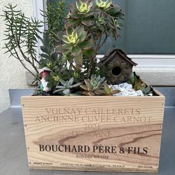 Assorted Succulent Plants in a wine crate box