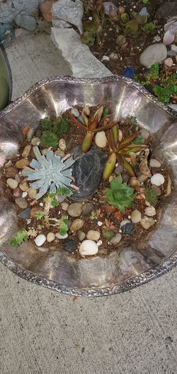Succulent garden
