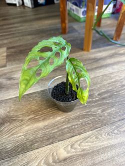 Monstera obliqua Peru