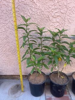 Night blooming jasmine 24”-36”