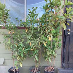 Chinese Guayava Trees.