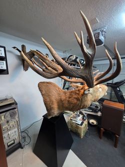 Red stag taxidermy with stand
