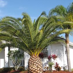 Canary Palm Trees