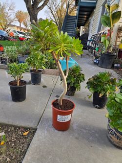 Succulents Plants For Sale