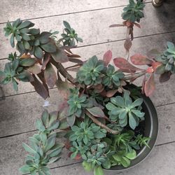 Decorative plant when is blooming flower is purple