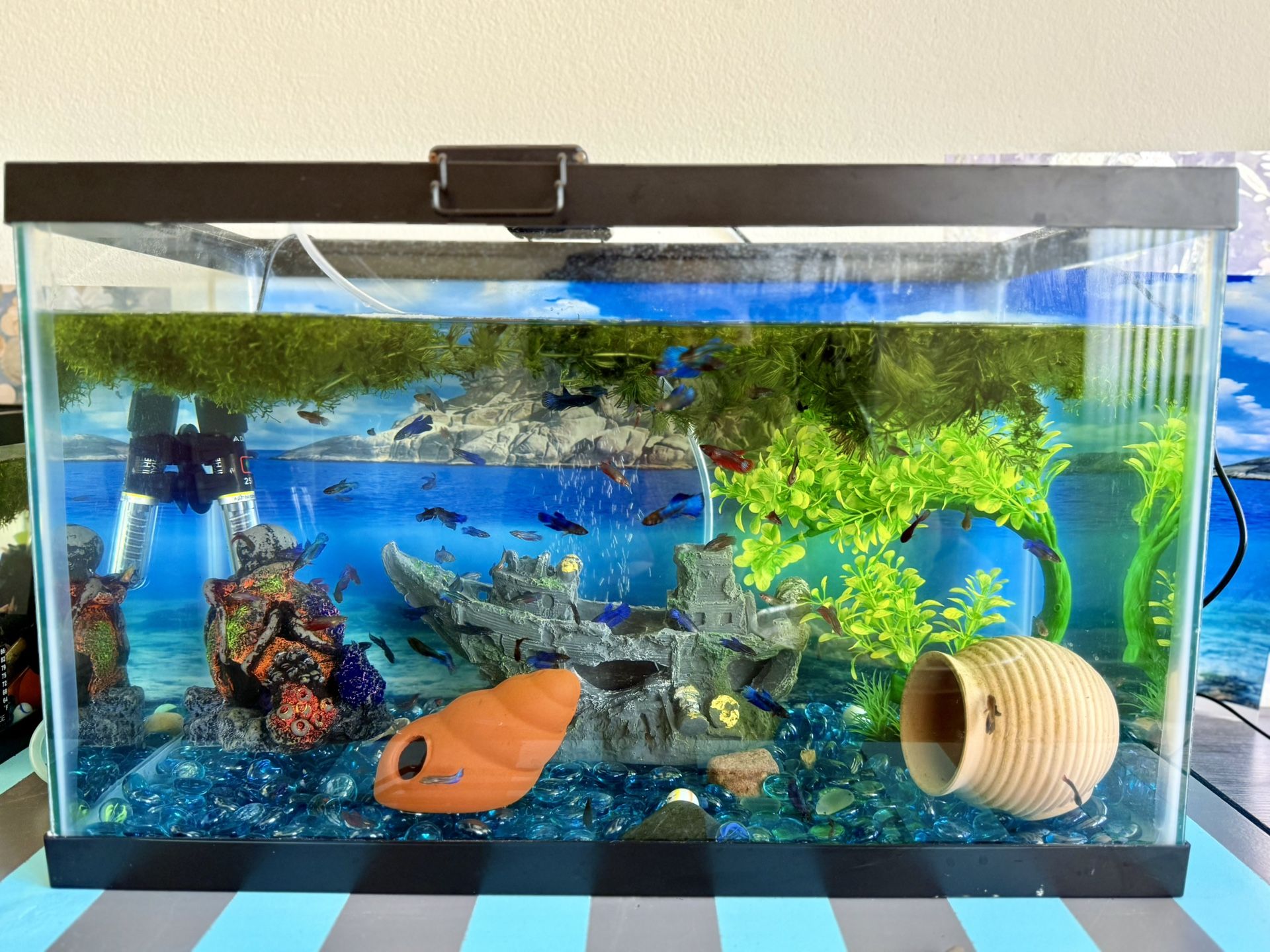 10 Galloon Fish Tank