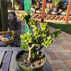 Crassula Gollum Jade  “SHREKS EAR”  Succulent Plant 