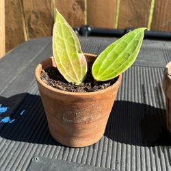 Hoya Macrophylla Plant