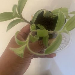 Tradescantia velvet variegata in 4” pot