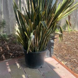 Big Snake Plant 🌱- Great For Replanting on bigger vase 