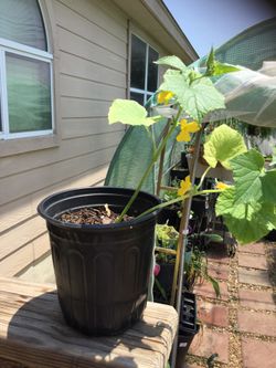 Cucumber plant already flowering in 1 gallon pot