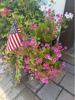 Stunning cascading geranium  plant