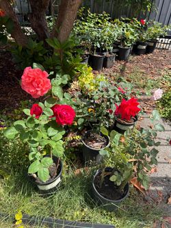 Variety roses blooming in pots very pretty semi annual plants