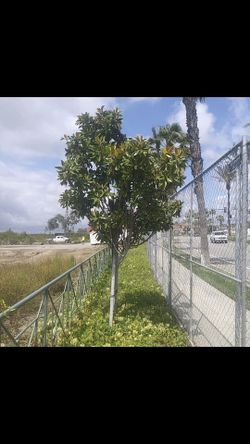 Getting rid of these trees there’s 15 of them each on is 50$ pull up to the job site & we’ll load them onto your truck