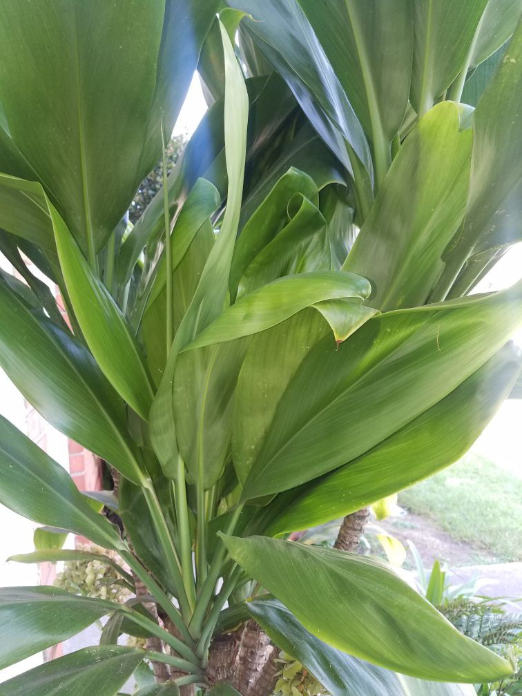 10 Ti Plant Leaves For Craft/Art or Bouquets