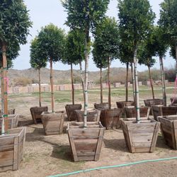 24" Box Ficus Nitida Shade Trees 