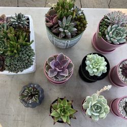 Succulent Arrangements