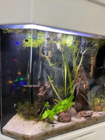 Freshwater Aquarium Decorations For Fish Tank
