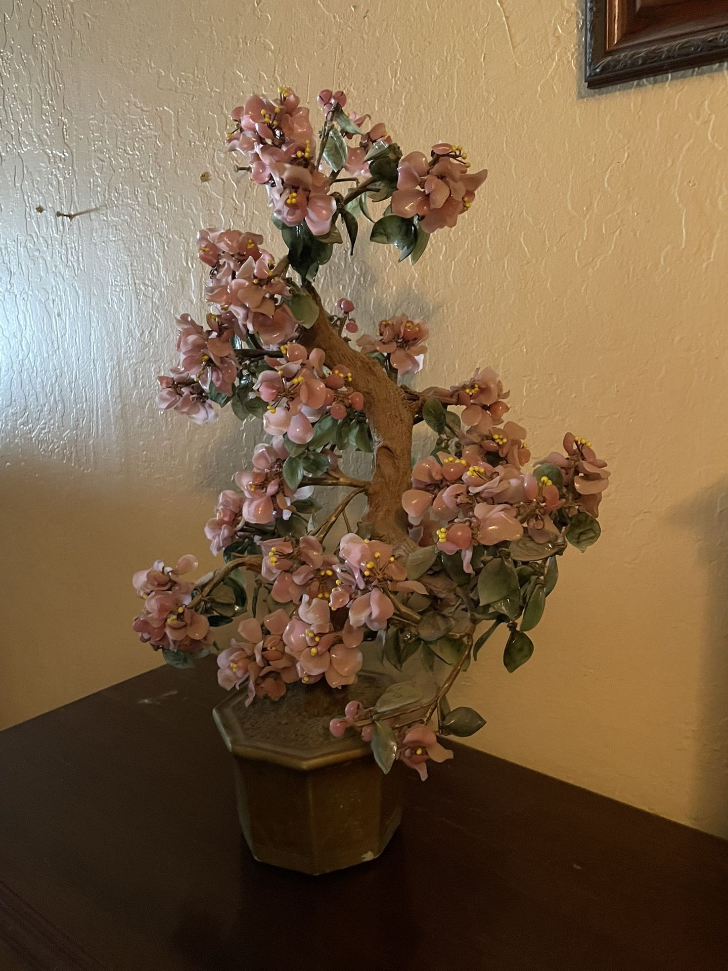 Pink Jade Bonsai Plant