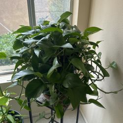 Pothos Plant