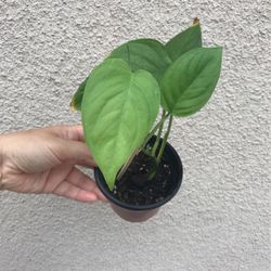Beautiful Monstera LANIATA Plant