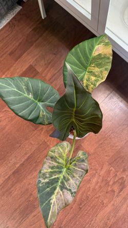 Fatty corm from this aurea regal shield alocasia