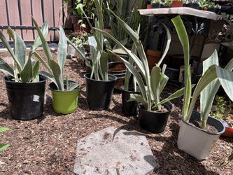 Sayuri Sansevieria