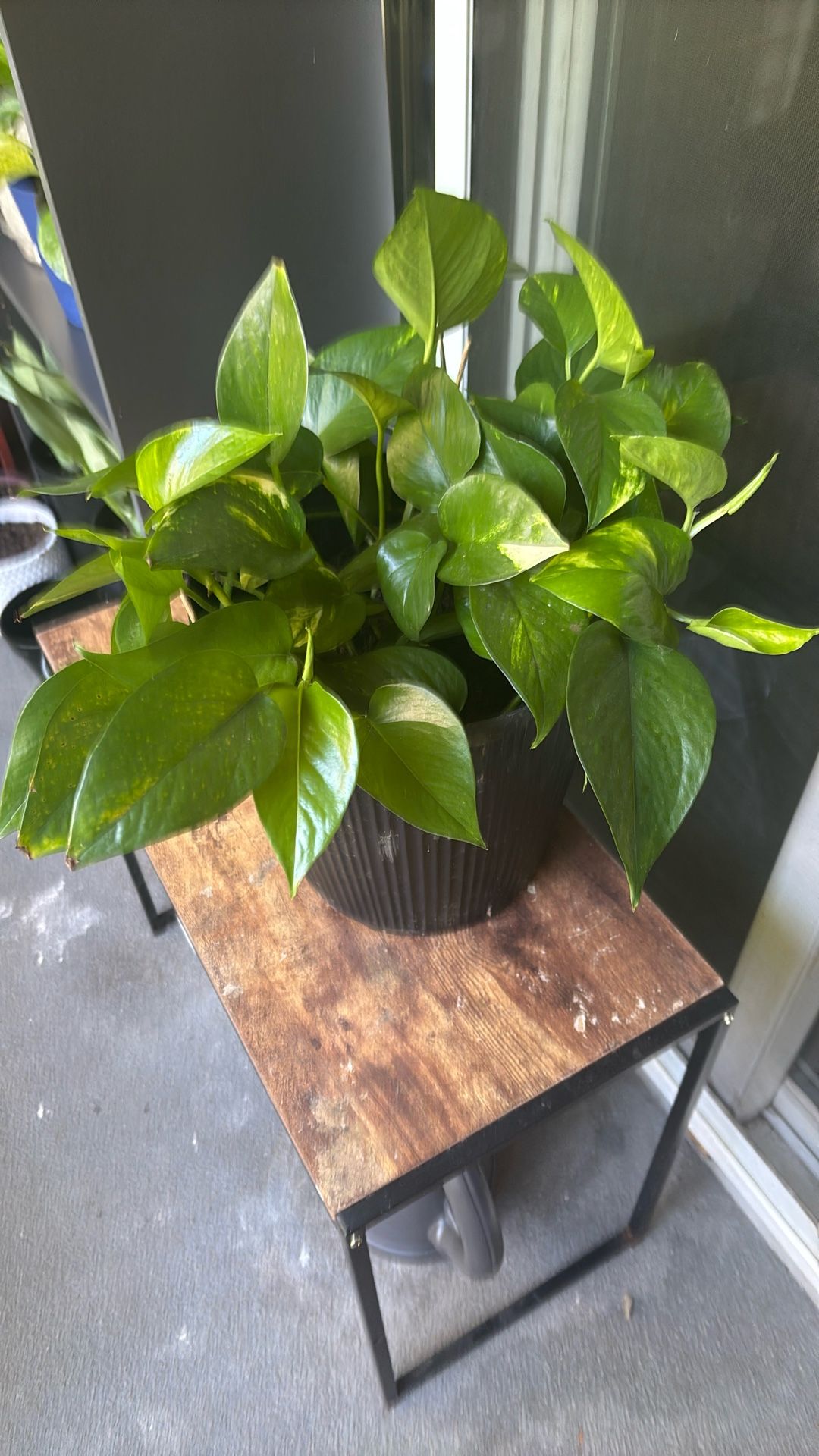 Pothos Plantas