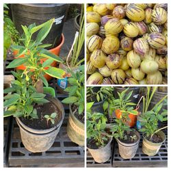 RARE UNIQUE PEPINO MELON DULCE MELON PEAR TREE PLANT 人參菓 1 GALLON POT LIVE PLANT VERY HEALTHY FRUIT GINSENG FRUIT