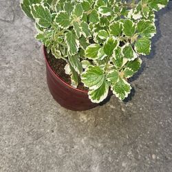 Beautiful  Plectranthus