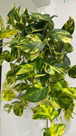 Pothos Patricio