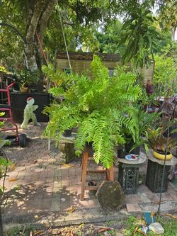 Fishtail fern 30" H 4gall