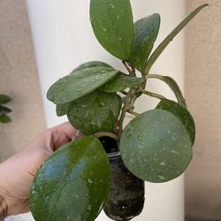 Hoya Obovata Splash Plant