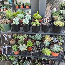 Succulents 