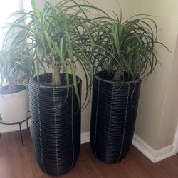 Two Pony Tail Palms In Planters -$35 Each. Planters Included In Price. $70 For Both 🪴