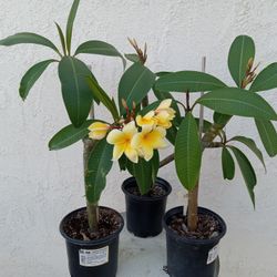 Hawaii Plumeria Plants