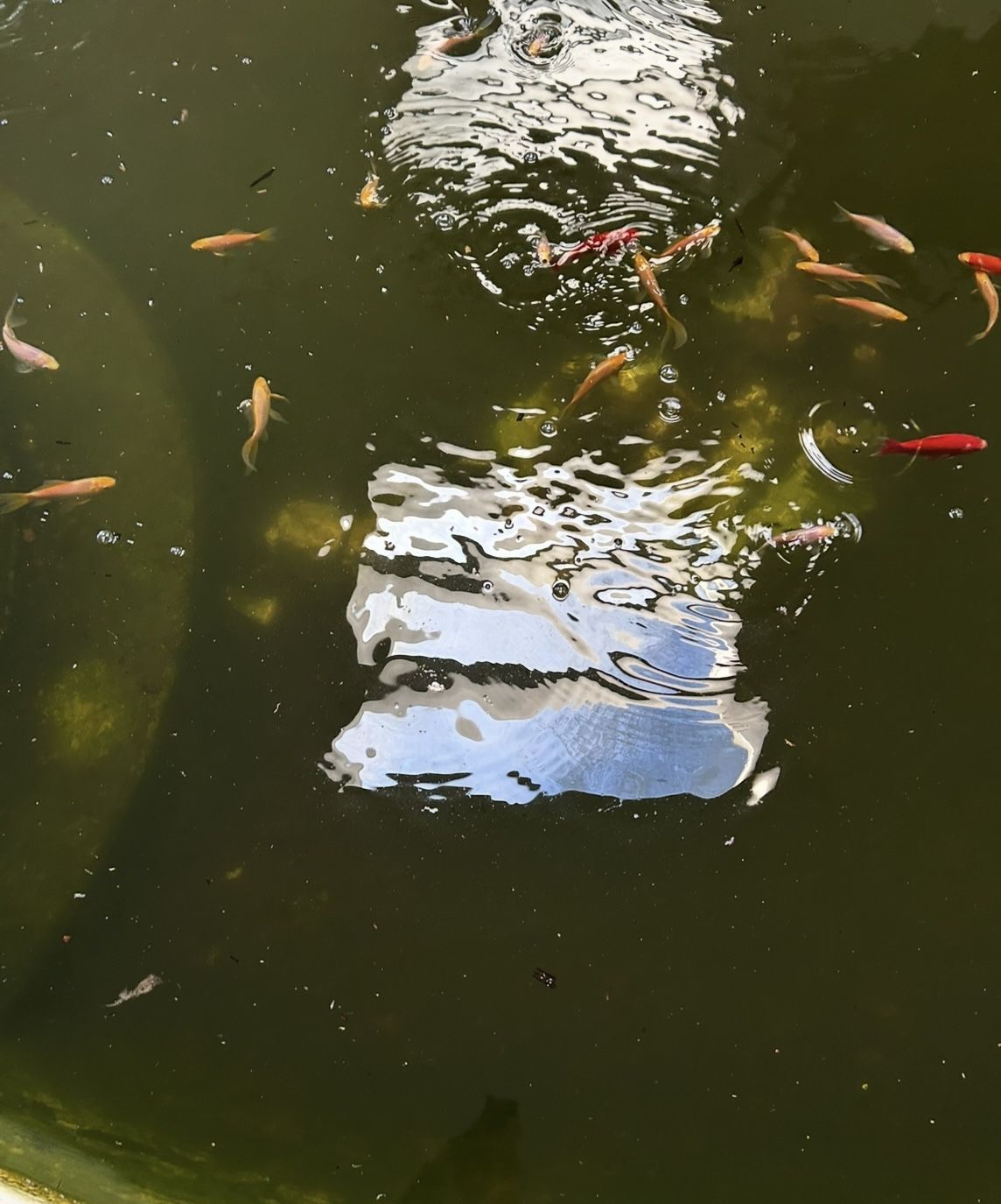 Pond Fish