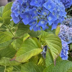 hydrangea Perennial Plants