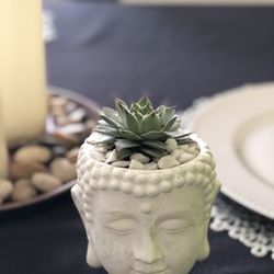 Succulent’s Arrangement 