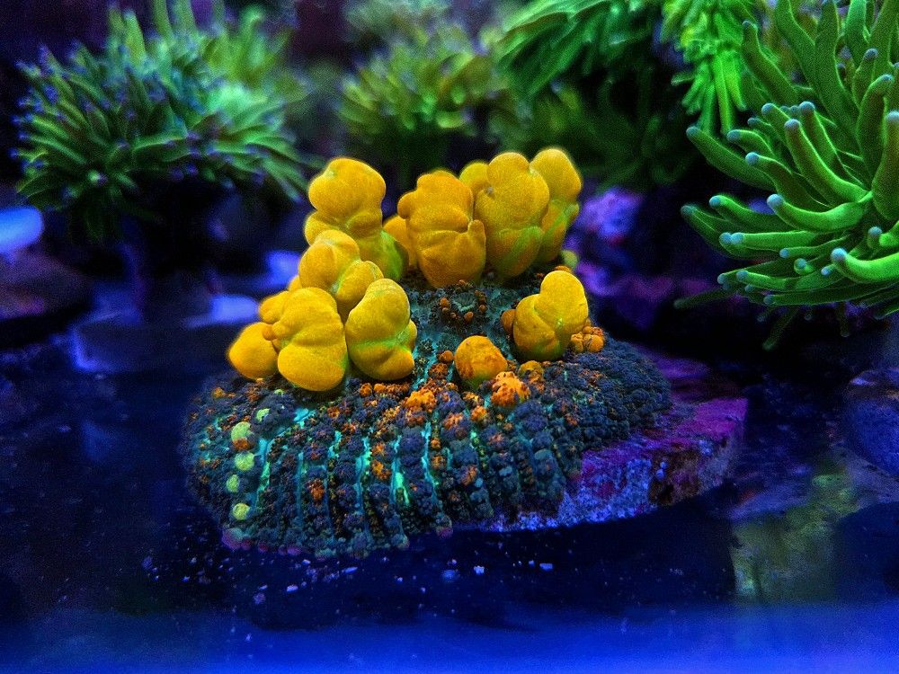 🔥CORALS DECORATIONS FOR MARINE TANK OVER 500 CORALS IN STOCK PICK-UP - DELIVERY - SHIP