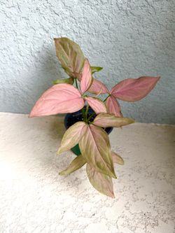 Syngonium  pink  plant