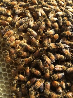 LiveBeeRemoval