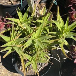 Clumping Aloe Succulents – Hardy & Fast-Growing | Starting at $3