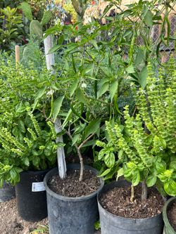 🌶️ Chili Pepper Plant — Planta de Chile