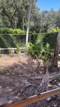Baby palm trees