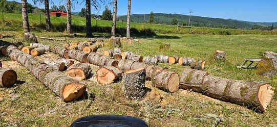 Pine firewood