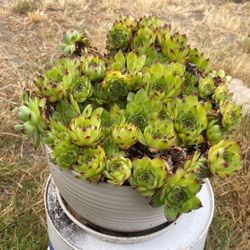 Beautiful, Large Hens And Chicks Displayed In White Ceramic Pot