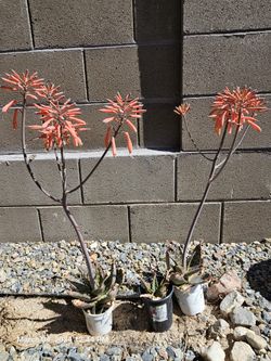 Agave In Two Pots - $8